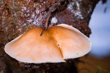 Fototapeta premium close up of Lentinus squarrosulus Mont group Polyporaceae mushroom. Wild mushroom on wood in the morning. Wood mushroom growing around rotting log. Nature and food concept