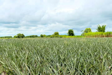 Campos dos Goytacazes, RJ, Brazil, 12/29/2024 - A pineapple plantation in Campos' countryside