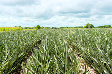 Campos dos Goytacazes, RJ, Brazil, 12/29/2024 - A pineapple plantation in Campos' countryside