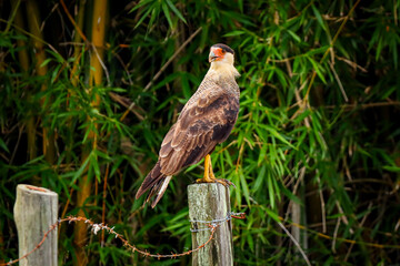 Campos dos Goytacazes, RJ, Brazil, 12/29/2024 - Crested caracara, Caracara plancus, hawk perched on a fence post in Campos' countryside
