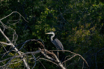 garza mora en el delta del Parana