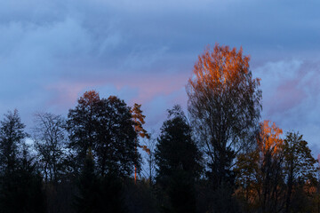 Tree tops lighten by last light during an autumnal sunset with dark rain clouds in Estonia,...