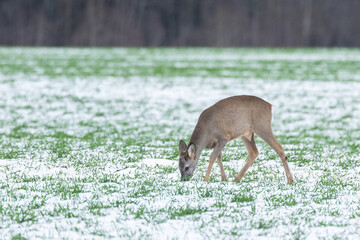 A lonely Roe deer feeding on a young wheat field during a winter day in rural Estonia, Northern Europe