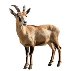 Obraz premium Goat with horns stands in front of a white background.