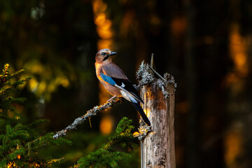 A beautiful Eurasian jay standing on a dead Spruce tree branch during a golden hour in an autumnal boreal forest in Estonia, Northern Europe