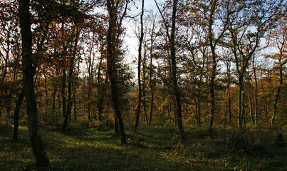A view from the forested areas of Zonguldak, Turkey