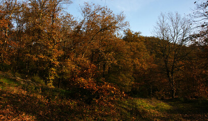 Obraz premium A view from the forested areas of Zonguldak, Turkey