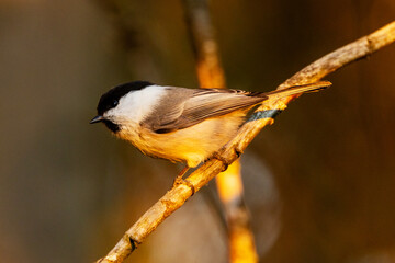 Small Willow tit perching on a Norway spruce branch during an autumn evening with a beautiful light in a boreal forest in Estonia, Northern Europe