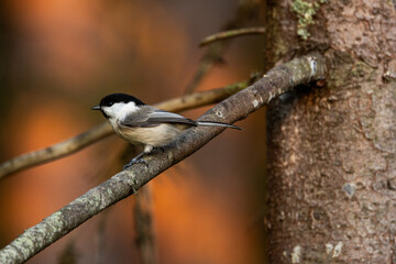 Small Willow tit perching on a Norway spruce branch during an autumn evening with a beautiful light in a boreal forest in Estonia, Northern Europe