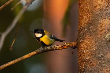 Common bird, the Great tit perched on a Spruce on a beautiful October evening in a boreal forest in Estonia, Northern Europe