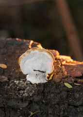 Fungi in macro lens