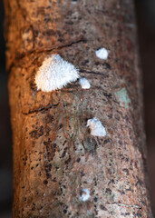 Fungi in macro lens