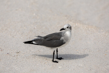 seagull on the beach