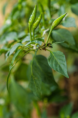 Obraz premium close up view of flies perched on a chili garden, animal flies on leaves with blur background for copy space. 