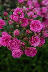 pink flowers