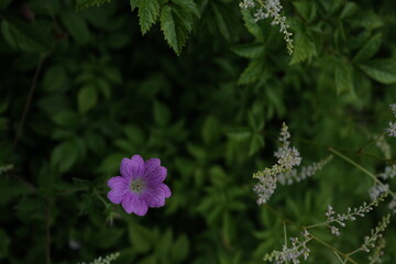 flowers in the garden