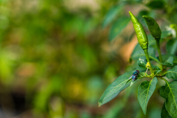 close up view of flies perched on a chili garden, animal flies on leaves with blur background for copy space.	