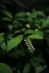 leaves in the forest