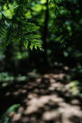 forest in the morning