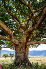 Closeup of ancient fig tree, over 300 years old, growing on the savanna in the Maasai Mara National Reserve, African adventure safari in Kenya
