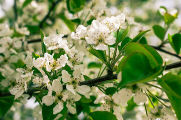 tree blossom
