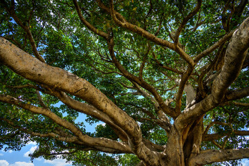 Closeup of ancient fig tree, over 300 years old, growing on the savanna in the Maasai Mara National Reserve, African adventure safari in Kenya
