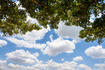 Obraz premium Closeup of ancient fig tree, over 300 years old, growing on the savanna in the Maasai Mara National Reserve, African adventure safari in Kenya 