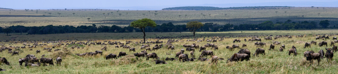 Herd of wildebeest grazing on the savanna along the great migration route in the Maasai Mara National Reserve, African wildlife adventure safari in Kenya
