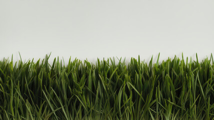 Obraz premium Lush green grass against a soft gray background, evoking a fresh and vibrant feel, perfect for nature-themed projects.