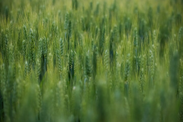 green wheat field