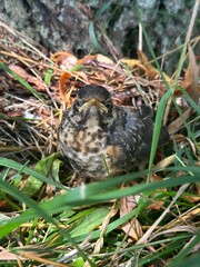 Baby robin in grass