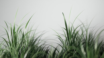Obraz premium Lush green grass in a minimalistic setting, creating a serene and fresh atmosphere.