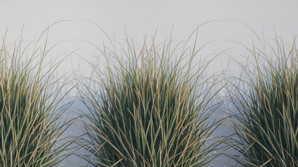 Fototapeta premium A close-up view of lush green grass blades, showcasing vibrant hues and intricate textures against a soft, neutral background.