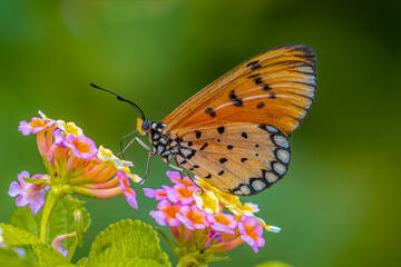 Close up shot of atawny coster butterfly feeding on Lantana flowers