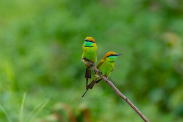 A pair of Green Bee-eaters on a perch