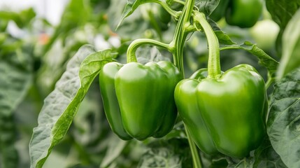 hydroponic green bell peppers cultivation