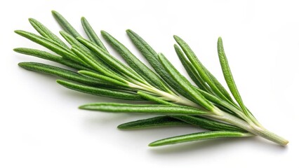 Fototapeta premium Fresh rosemary leaf isolated on white background with a subtle texture, rosemary leaf, plant, rosemary leaf, plant