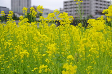 河原に咲き広がる菜の花