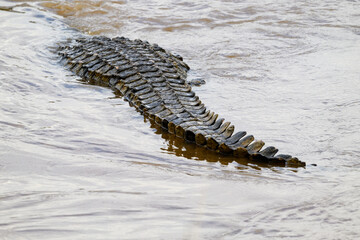 Nile Crocodile, and apex predator, hunting for prey in the Mara River in the Maasai Mara National Reserve, African wildlife adventure safari in Kenya

