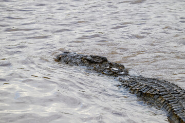 Nile Crocodile, and apex predator, hunting for prey in the Mara River in the Maasai Mara National Reserve, African wildlife adventure safari in Kenya
