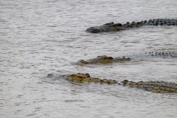 Nile Crocodile, and apex predator, hunting for prey in the Mara River in the Maasai Mara National Reserve, African wildlife adventure safari in Kenya
