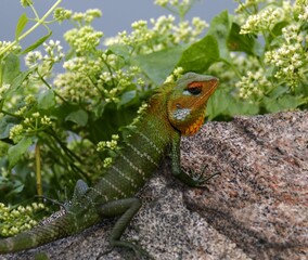 lizard on a branch