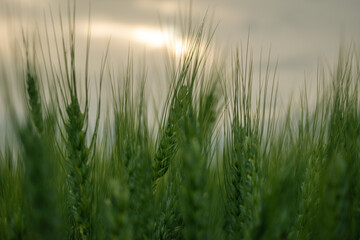 Obraz premium Wheat Field