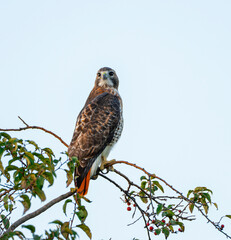 single red tailed hawk standing on the tree branch