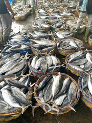 fish export