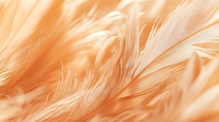 Close-up Photograph of Pale Orange Feathers