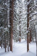 A snowy winter landscape at Copper Mountain in the Colorado Rockies