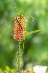 Cope´s Vine Snake. Range on the Atlantic versant includes lowlands and the adjacent lower premontane belt from eastern Honduras to central Panama