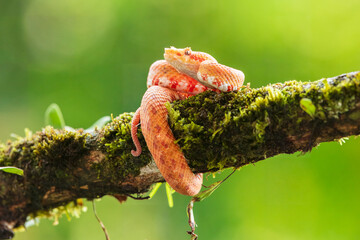 Bothriechis schlegelii, the eyelash viper, is a venomous pit viper species found in Central and...
