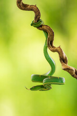 Bothriechis lateralis is a venomous pit viper species found in the mountains of Costa Rica and western Panama. No subspecies are currently recognized